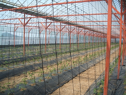 2010,5,8トマト植えた 2010,5,8トマト植えた