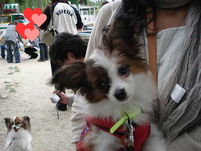 �졼���������