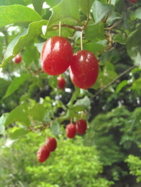 P6050328