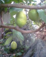 lemon