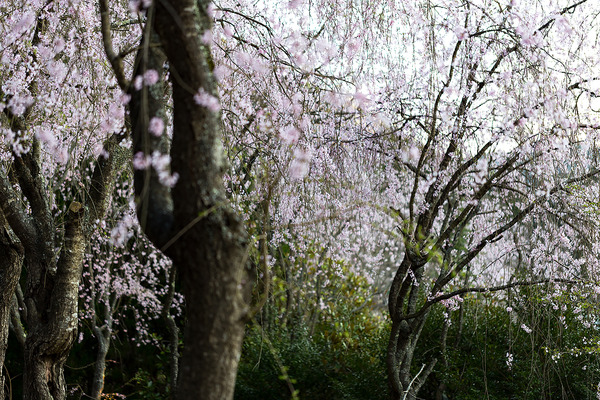 sakura_033