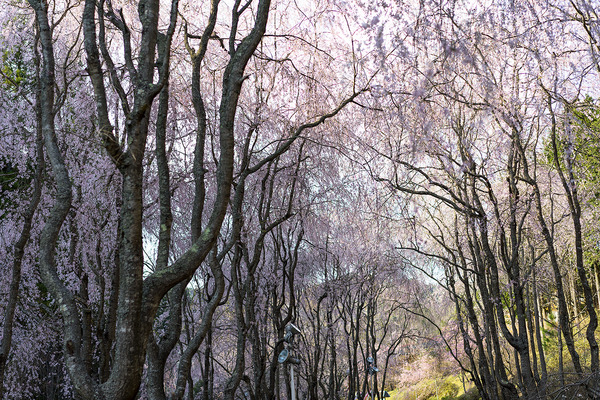 sakura_003