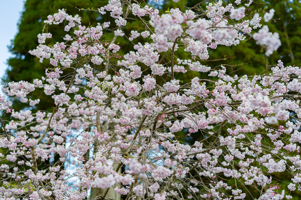 sakura_010