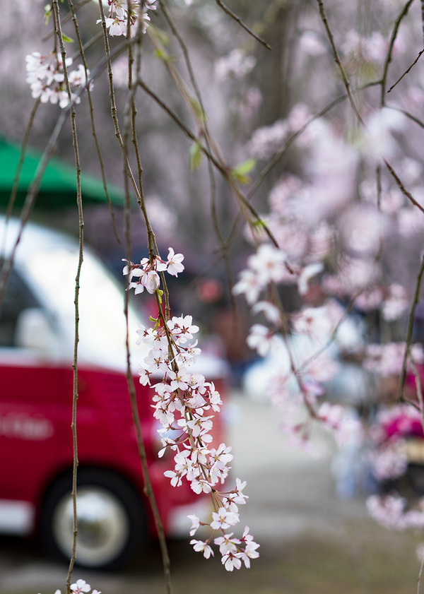 sakura_004