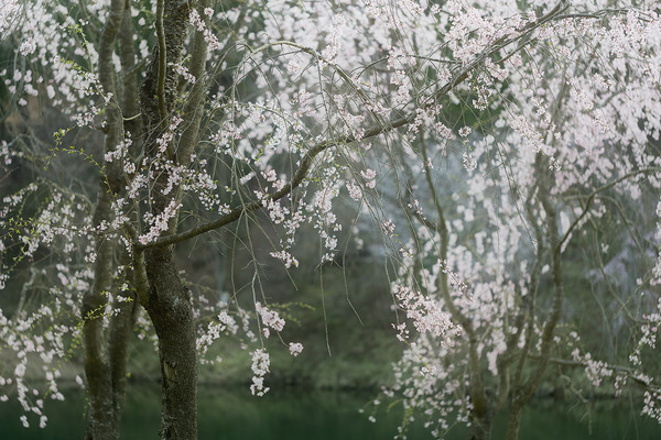 sakura_034