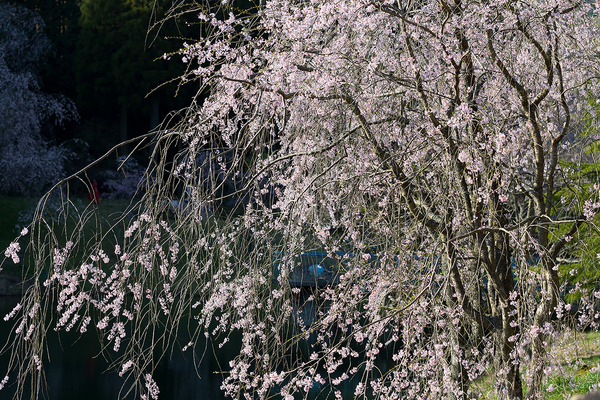 sakura_011