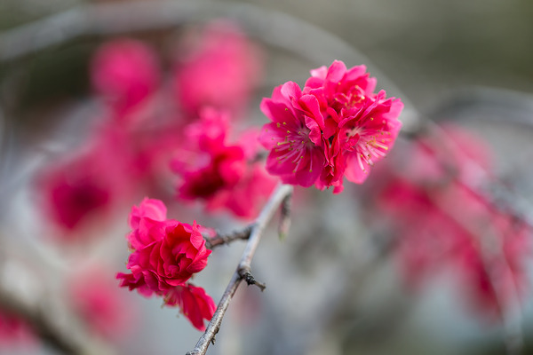 sakura_036