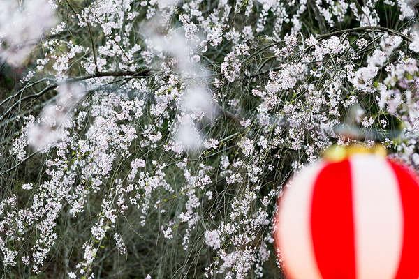 sakura_017