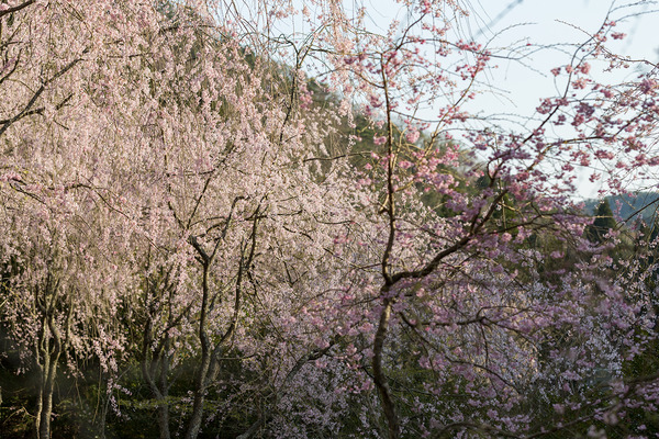 sakura_015