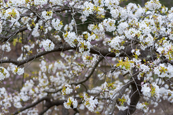 sakura_006