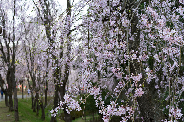 sakura_008
