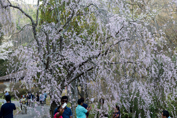 sakura_021