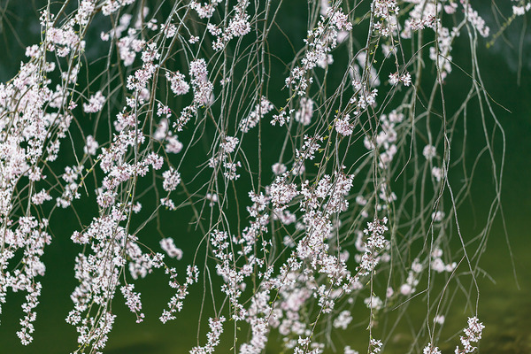 sakura_035