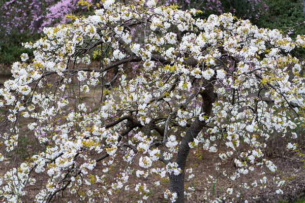 sakura_009
