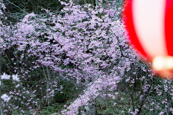 sakura_018