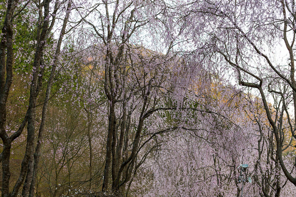 sakura_032