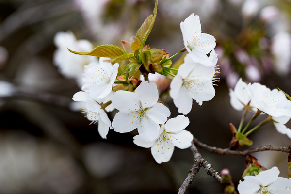 sakura_019