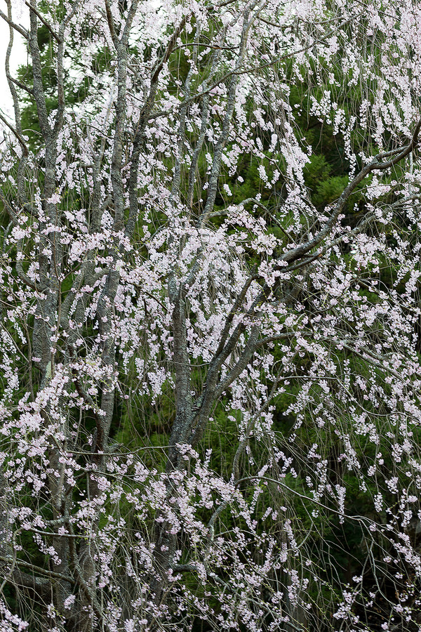 sakura_031
