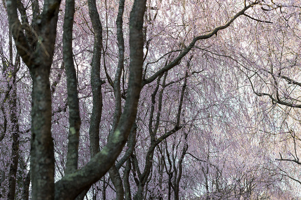 sakura_013