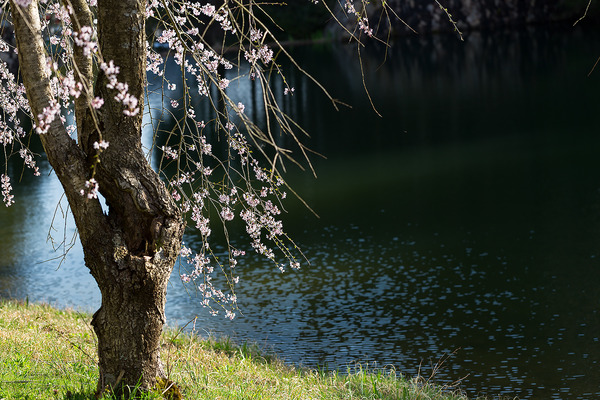 sakura_012