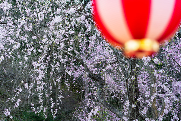 sakura_005