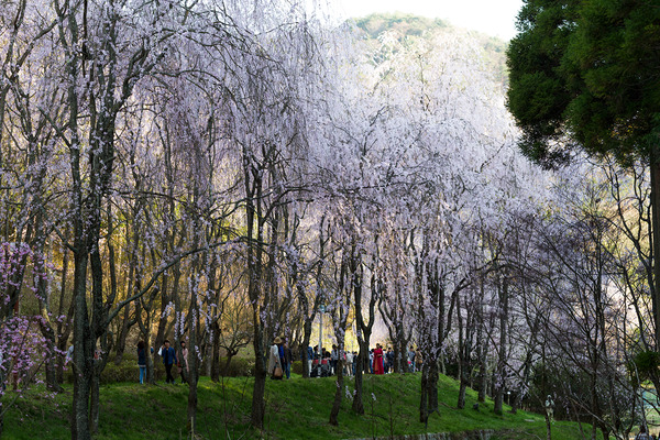 sakura_016