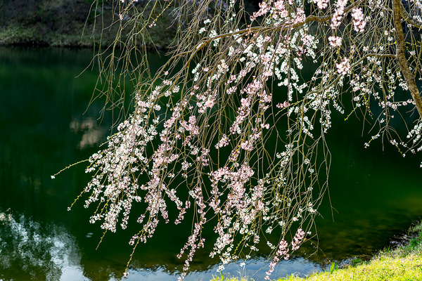 sakura_001