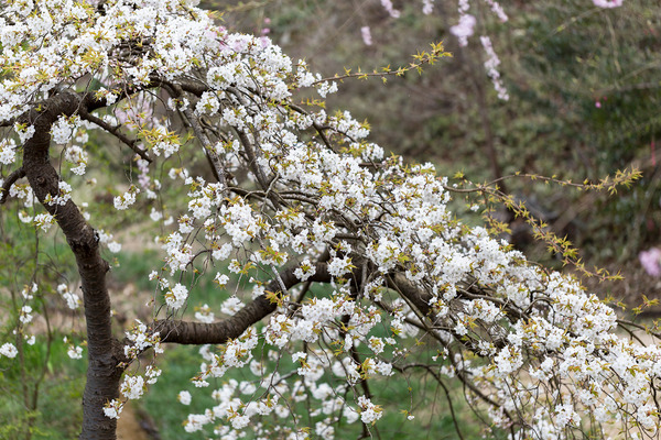 sakura_030