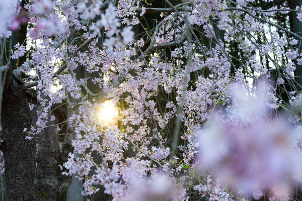 sakura_007