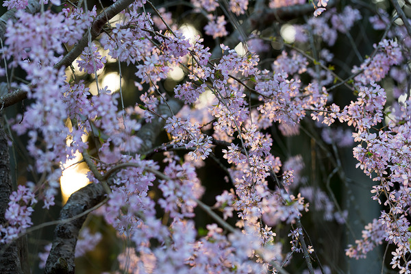 sakura_029
