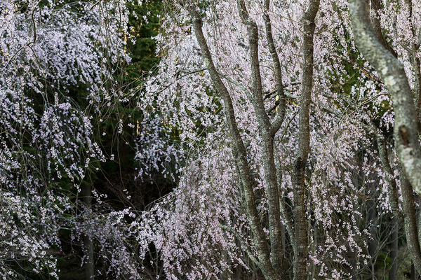 sakura_014