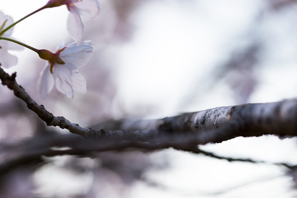 sakura_023