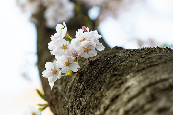sakura_024