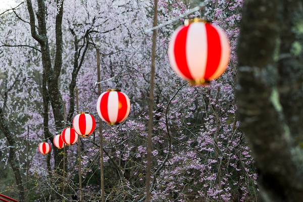 sakura_020