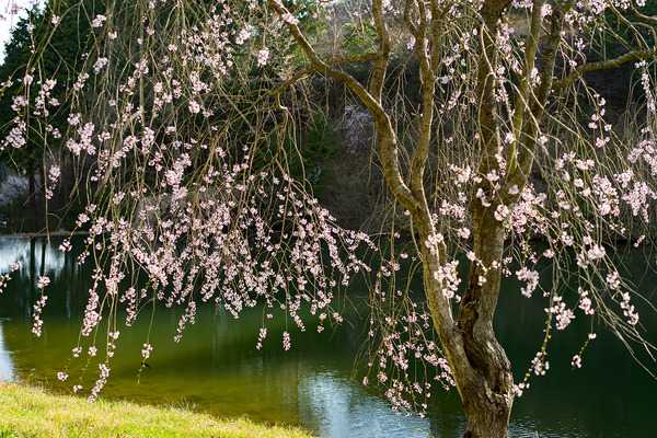 sakura_002
