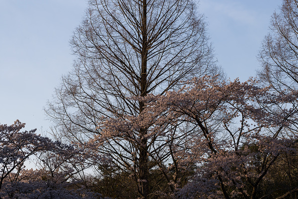 sakura_026