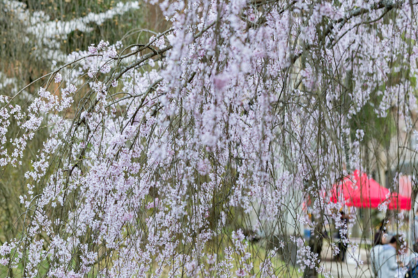 sakura_022
