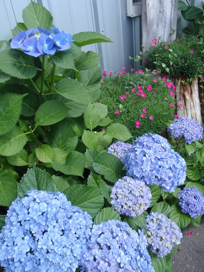 P6050026
