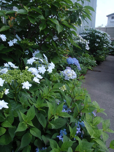 P6050025