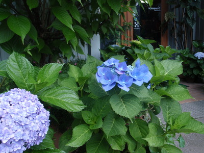 P6050023