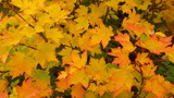 IMGP0160