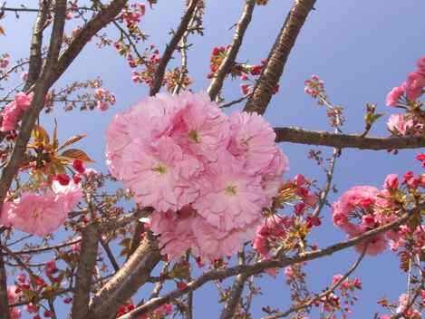 20090412 八重桜