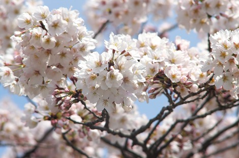 20170402 高校の桜2
