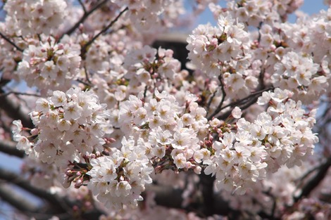 20170402 高校の桜