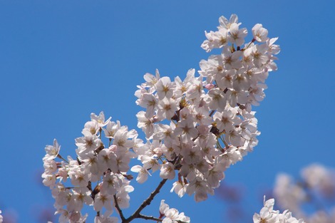 20170402 高校の桜3