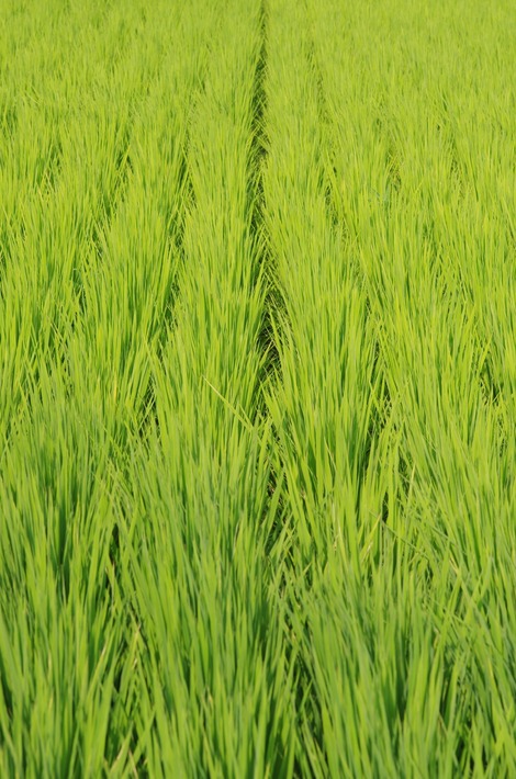 20170722 見沼の稲