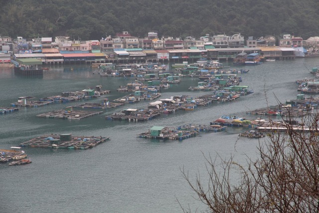 lamma37