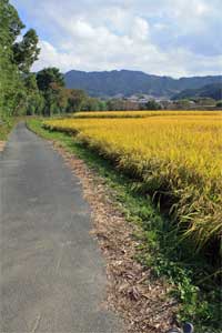 サイクリングロード