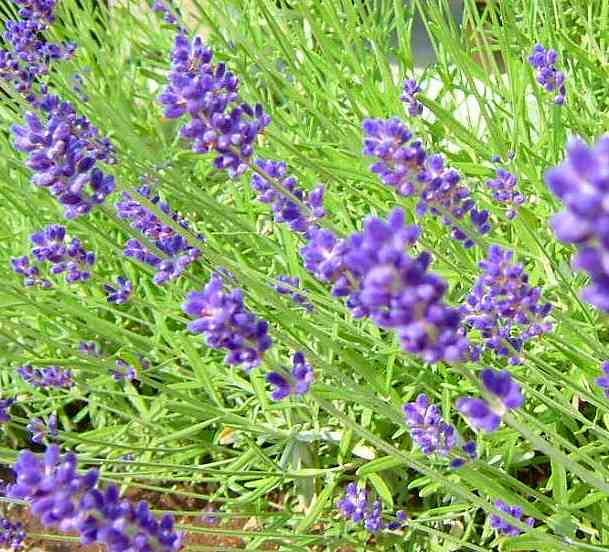 lavender