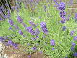 2009_06180008